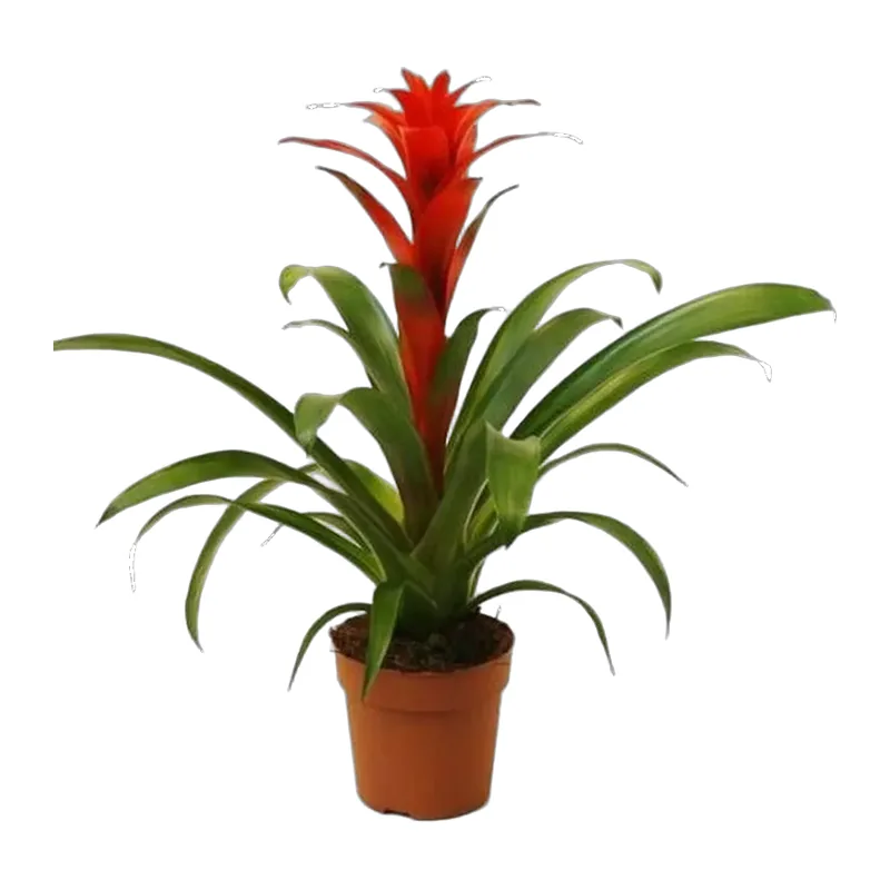 Guzmania Bitkisi – 1. fotoğraf