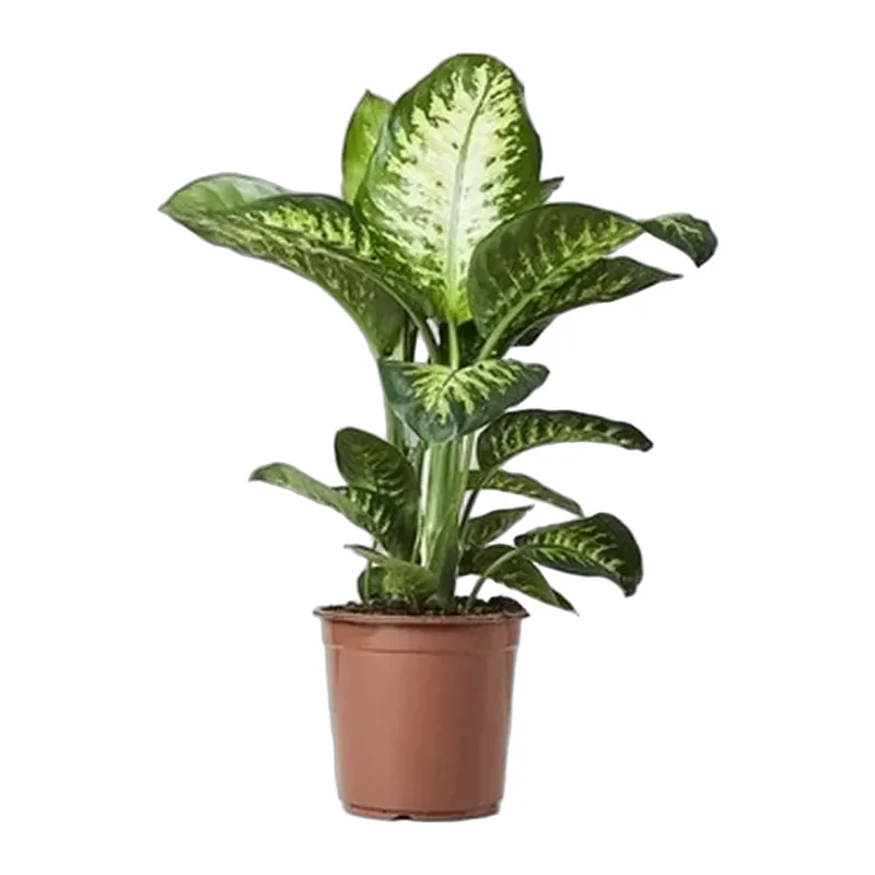 Difenbahya Tropic Snow