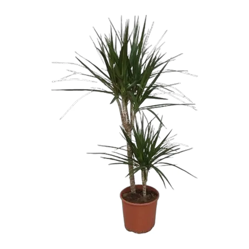 Dracena Marginata Çift Dal