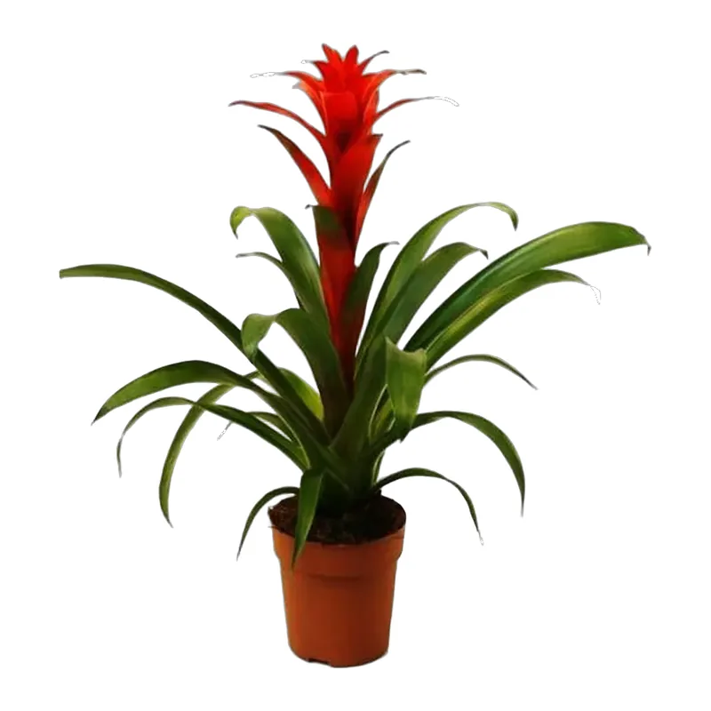 Guzmania Bitkisi – 1. fotoğraf
