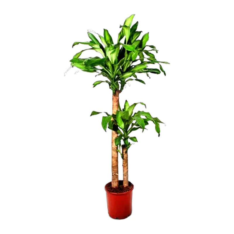 İkili Dracaena Massangeana