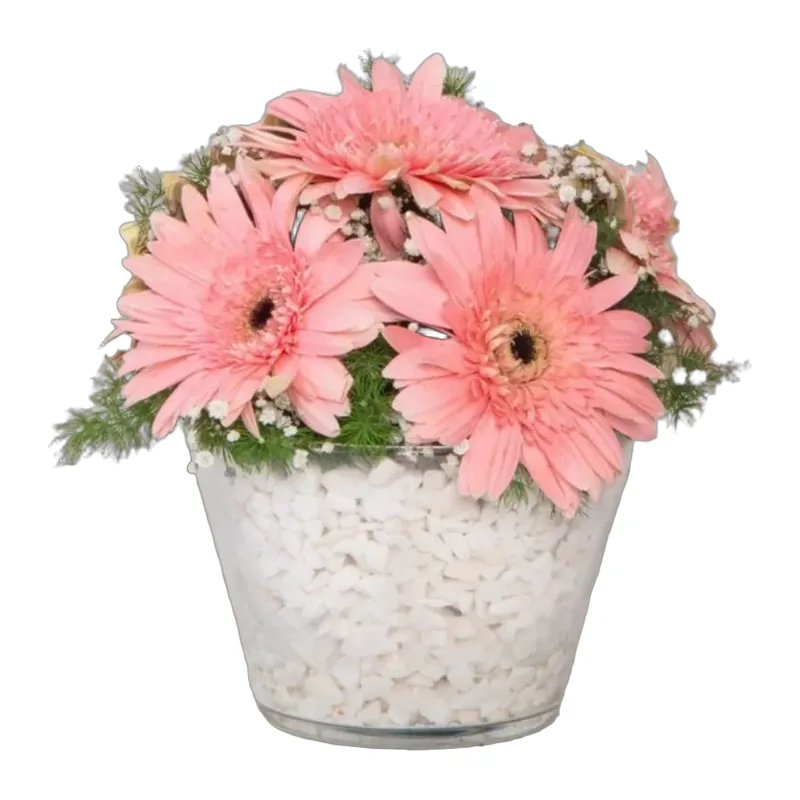 Konik Vazoda Pembe Gerbera Aranjmanı
