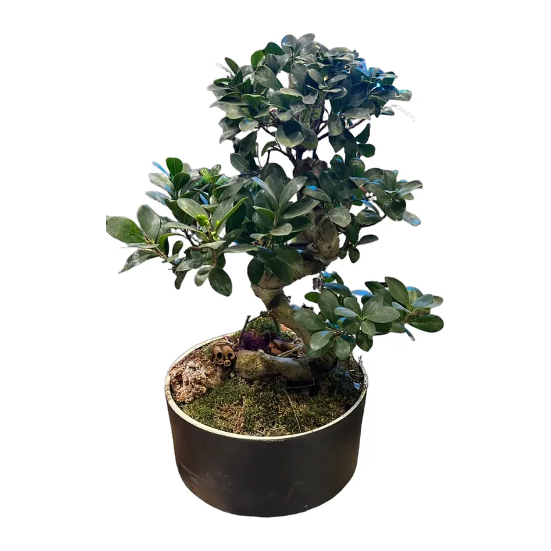 Ginseng Mikrokarpa Bonsai – 1. fotoğraf