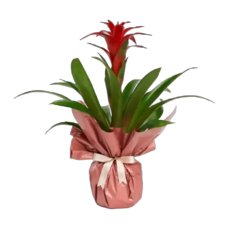 Guzmania Bitkisi Pembe Kaplama