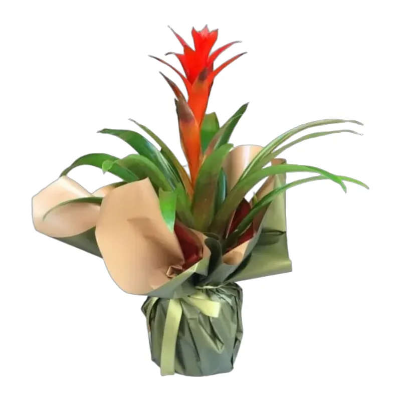 Yeşil Sarım Guzmania Bitkisi