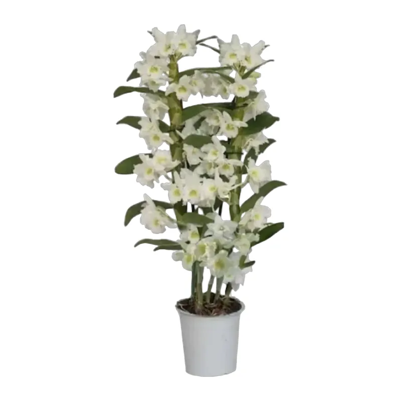 Dendrobium Nobile