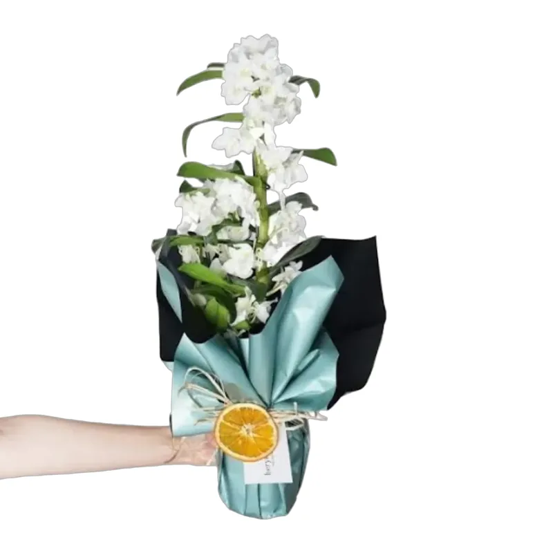 Dendrobium